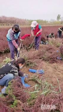 高度30厘米紫叶小檗