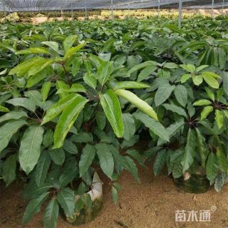 高度100厘米昆士兰伞木