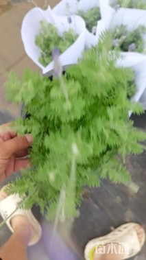 高度35厘米薰衣草