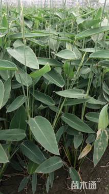 高度50厘米再力花