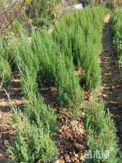 高度100厘米刺柏