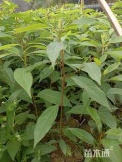 高度40厘米香樟小苗