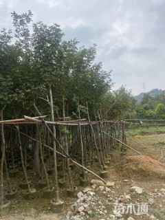 4公分黄花风铃木