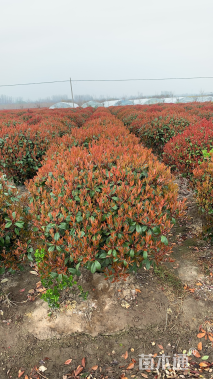 冠幅180厘米红叶石楠球