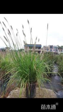 高度30厘米紫穗狼尾草