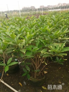 高度100厘米狗牙花