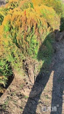 冠幅80厘米洒金柏球