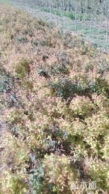 高度40厘米金焰绣线菊