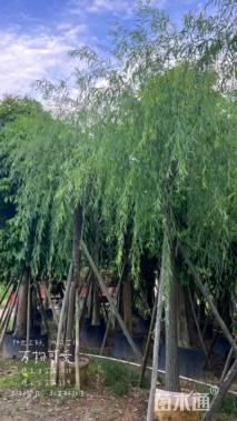 8公分垂柳