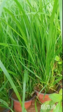 高度50厘米紫穗狼尾草