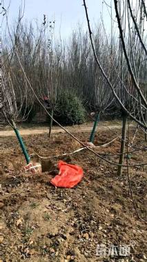 高度200厘米丁香