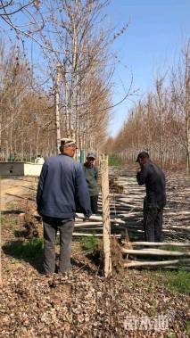 5公分美国红枫-秋火焰