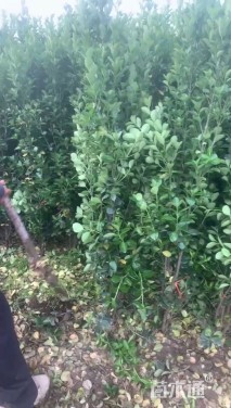 高度180厘米北海道黄杨