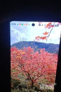 10公分日本红枫