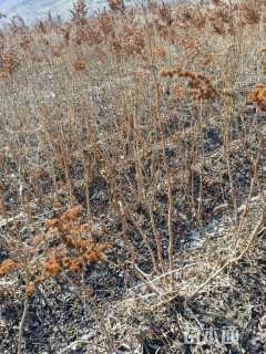 高度80厘米高丛珍珠梅