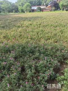 高度40厘米丰花月季