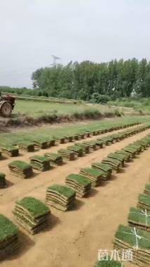 草卷状马尼拉草