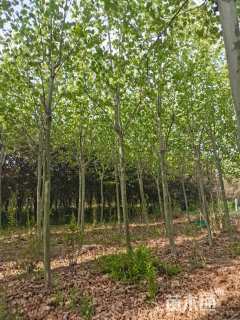 10公分速生法桐