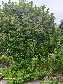 10公分红叶石楠