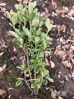 高度55厘米金边黄杨