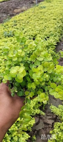 高度30厘米过路黄