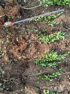 高度35厘米卫矛