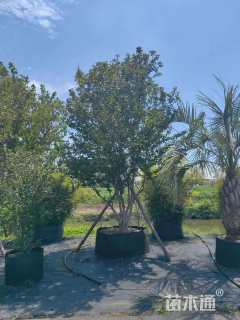 高度180厘米中华木绣球