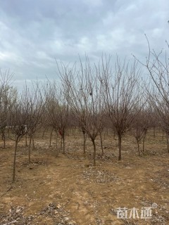 高度390厘米蜡梅