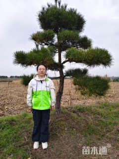 12公分造型景观松