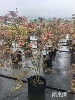 1公分日本红枫-红舞姬