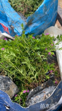 高度20厘米满天星