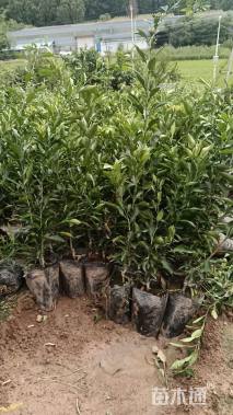 高度30厘米柑橘