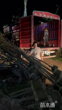 16公分黄花风铃木