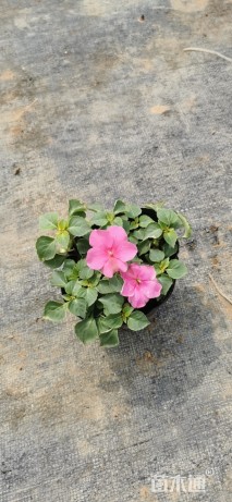 高度15厘米凤仙花