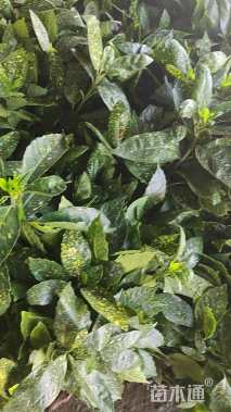 高度50厘米洒金珊瑚