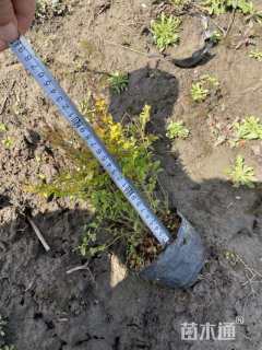 高度30厘米亮金女贞