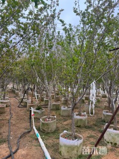 高度2.5厘米石榴