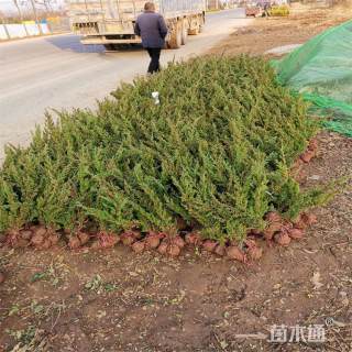 高度60厘米铺地柏