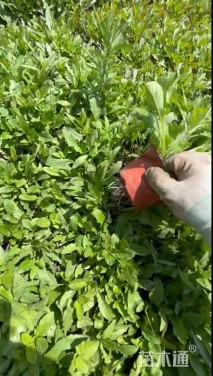 高度15厘米美丽月见草