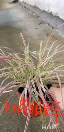 高度50厘米火焰狼尾草