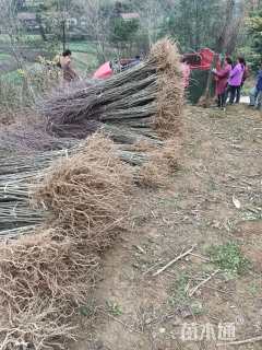 高度200厘米杜仲小苗