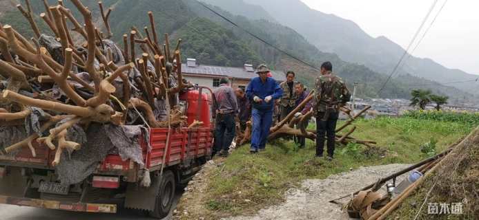 高度300厘米茶树