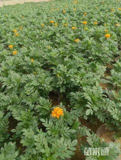 高度10厘米孔雀草