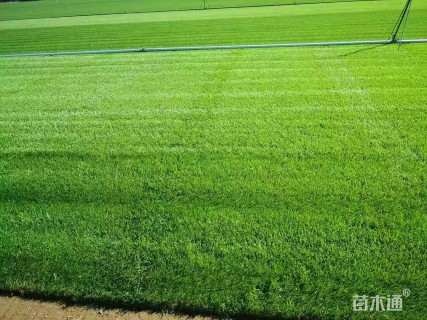 草卷状百慕大草