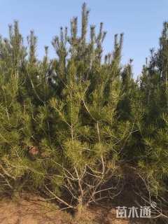 高度200厘米白皮松小苗