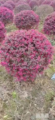 冠幅120厘米红花继木球
