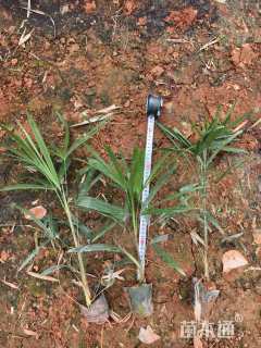 高度30厘米细叶棕竹
