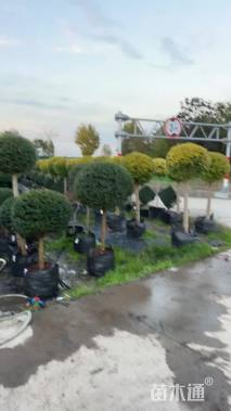 高度80厘米川滇蜡树