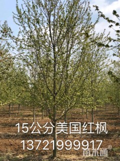 15公分红枫