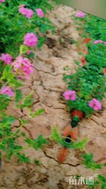 高度20厘米美女樱